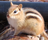 chipmunk